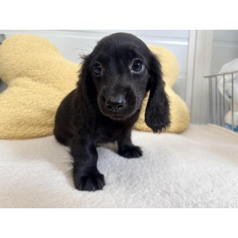 販売中の千葉県のカニンヘンダックスフンド(ロングヘアード)-414700の11枚目